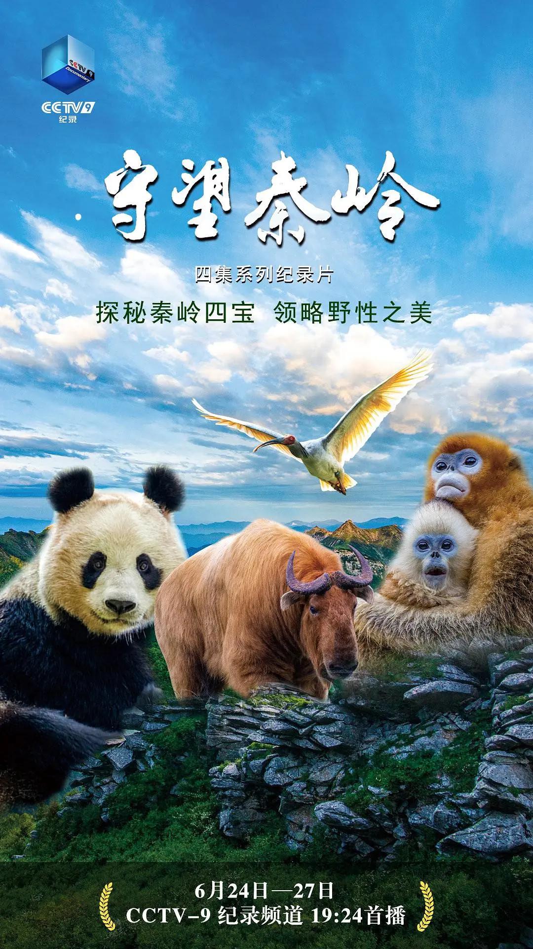 守望秦岭海报